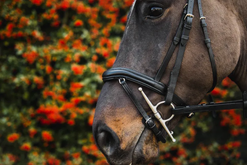 Mackey Legends Apollo Bridle in Black-1